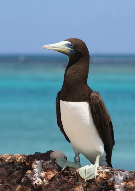 Free stock image of Brown Booby Tern created by Pixabay