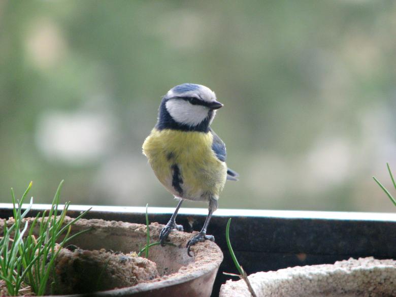 Free stock image of Eurasian Blue Tit created by Pixabay