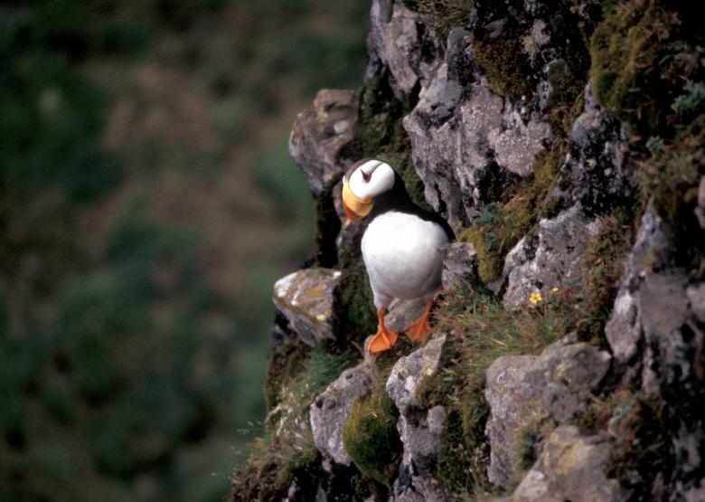 Free stock image of Horned Puffin created by Pixabay