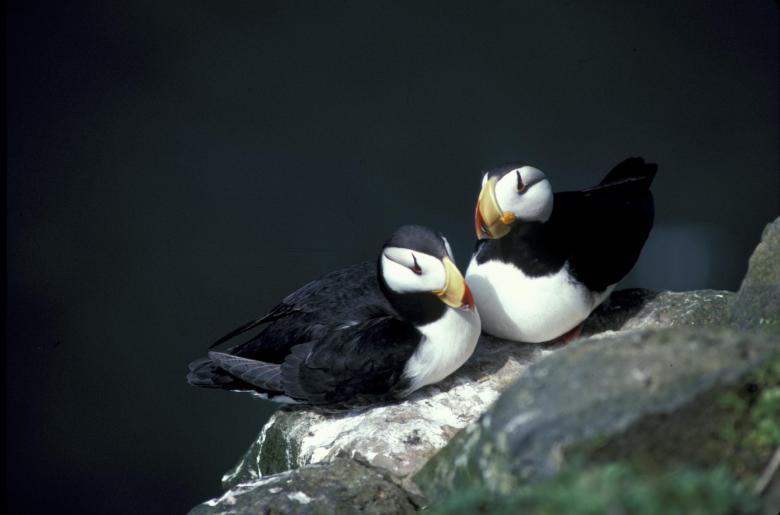 Free stock image of Horned Puffin created by Pixabay