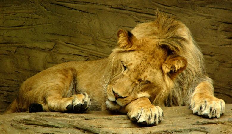 Free stock image of Lion Sleeping created by Pixabay