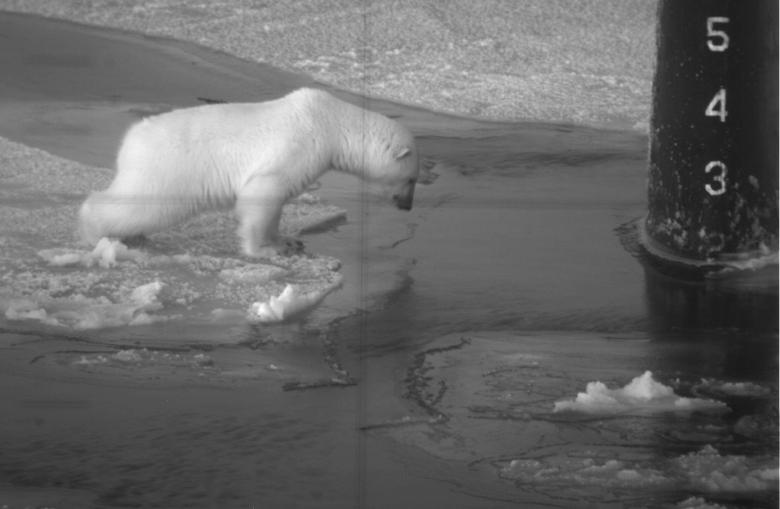 Free stock image of Polar Bear on Submarine created by Pixabay