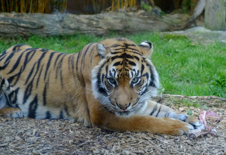 Free stock image of Sumatran Tiger created by Pixabay