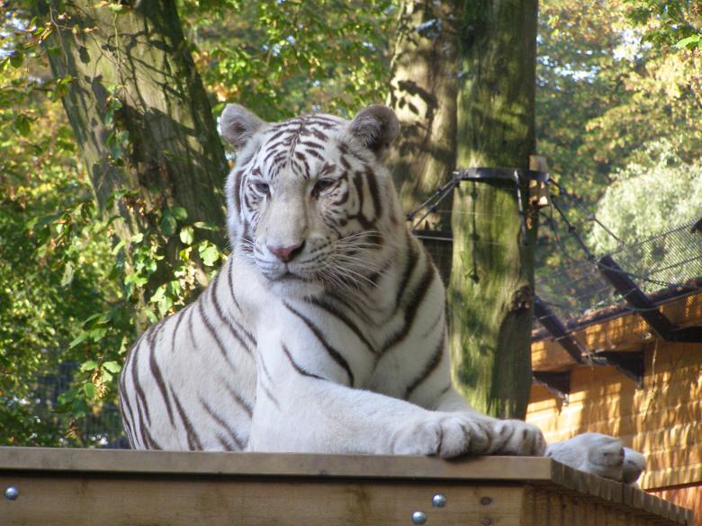 Free stock image of White Tiger Resting created by Pixabay