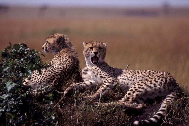 Free stock image of Young Cheetah  created by Pixabay