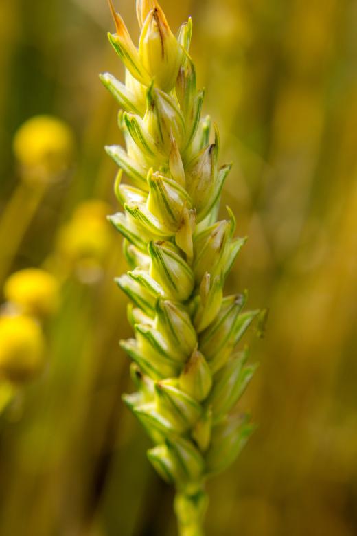 Free stock image of Young Wheat created by Alen