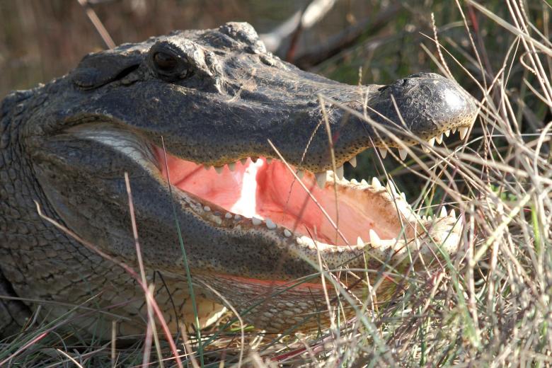 Free stock image of American Alligator created by Pixabay