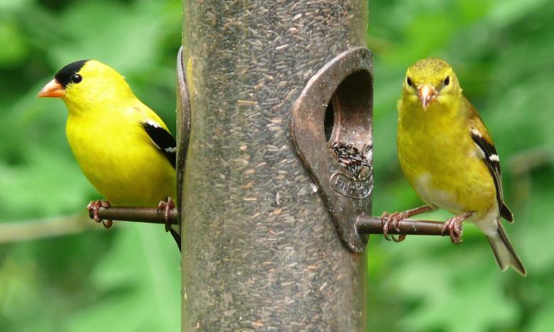 Free stock image of American Goldfinches created by Pixabay