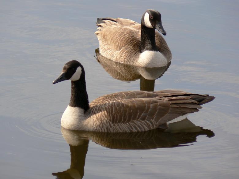 Free stock image of Canadian Geese created by Pixabay