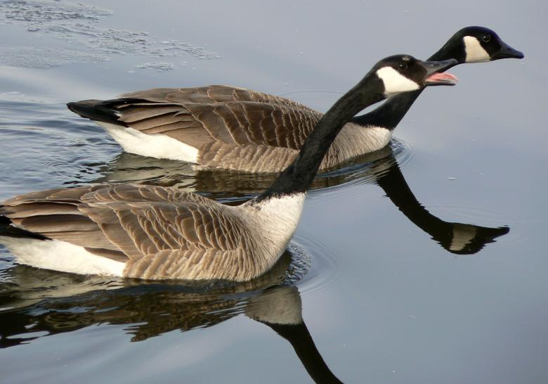 Free stock image of Canadian Geese created by Pixabay
