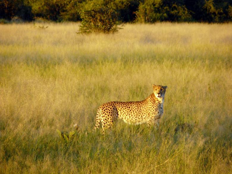 Free stock image of Cheetah in the Jungle created by Pixabay