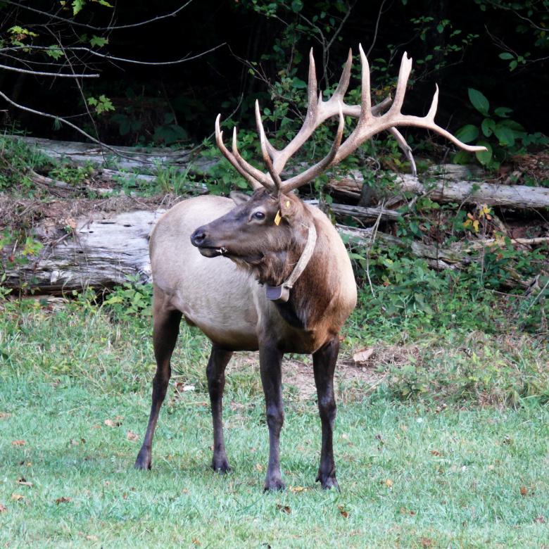 Free stock image of Wild Elk created by Pixabay