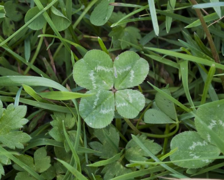 Free stock image of Four Leaf Clover created by Pixabay