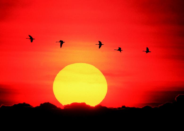Free stock image of Geese Flying created by Pixabay