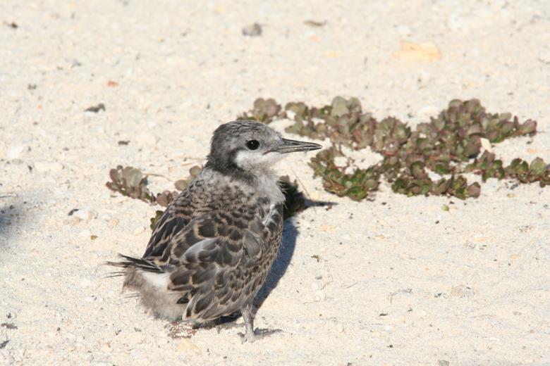 Free stock image of Grey Backed Tern created by Pixabay