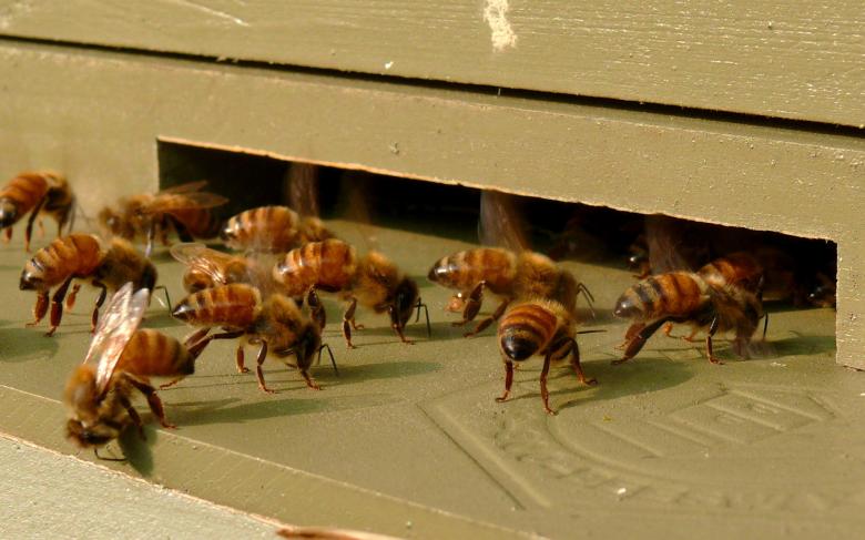 Free stock image of Honeybees created by Pixabay