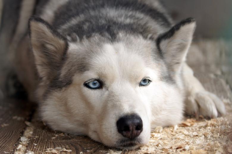 Free stock image of Husky Dog created by Pixabay