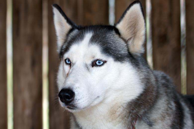Free stock image of Husky Dog created by Pixabay