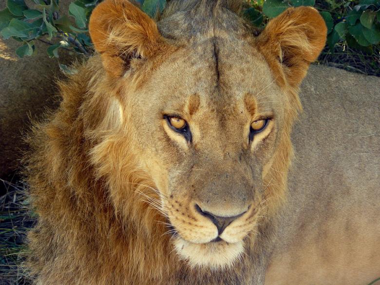 Free stock image of Wild Lion created by Pixabay