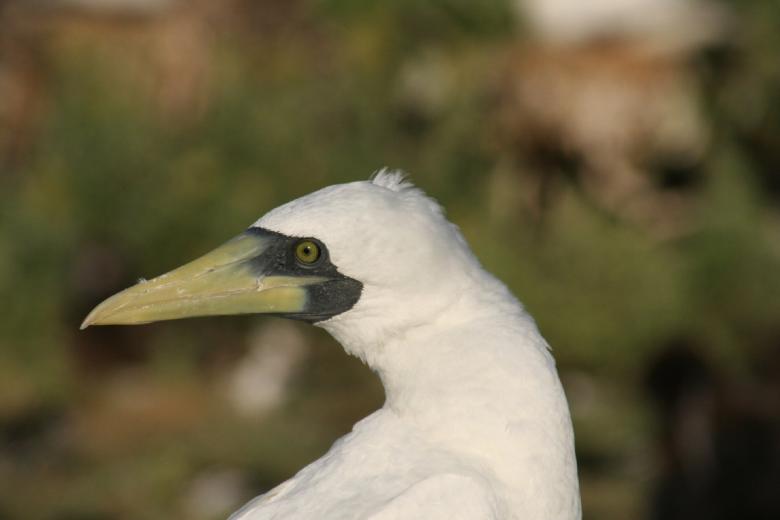 Free stock image of Masked Booby created by Pixabay