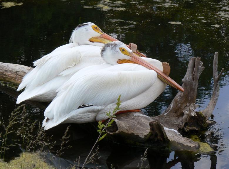 Free stock image of White Pelicans created by Pixabay