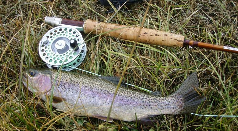 Free stock image of Rainbow Trout created by Pixabay