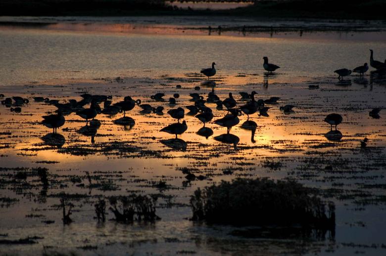 Free stock image of Birds at Sunset created by Pixabay