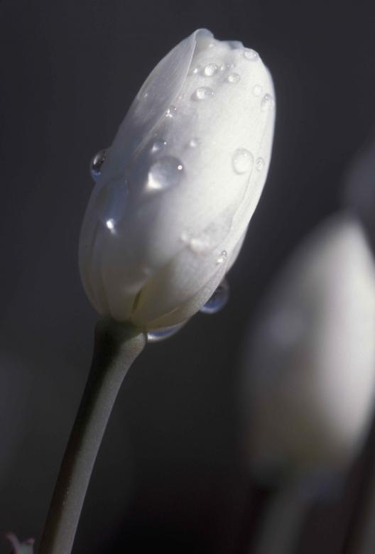 Free stock image of White Tulip Buds created by Pixabay