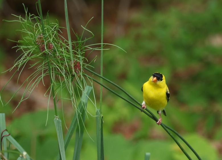 Free stock image of Yellow Bird created by Vincent alvino