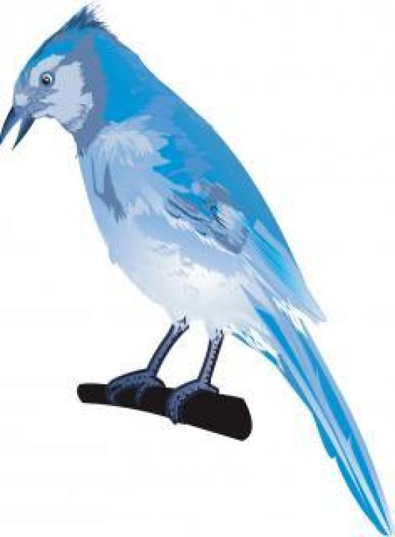 Free stock image of Bird	Vector Illustration created by maa illustrations