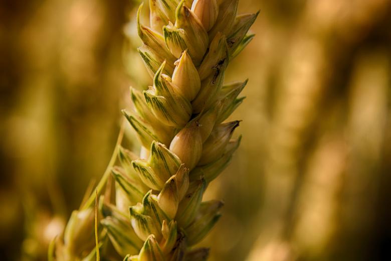 Free stock image of Wheat created by Alen