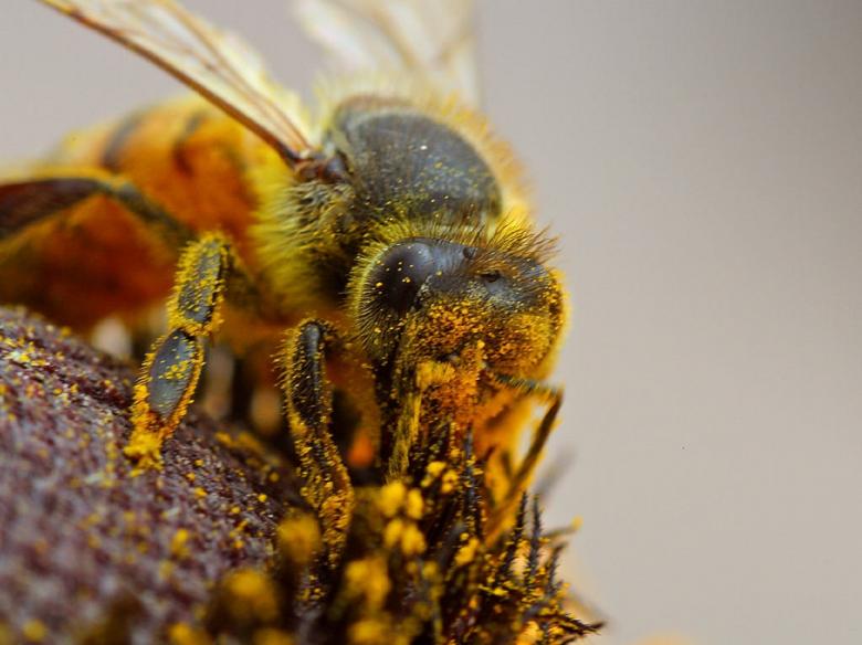 Free stock image of Bee Pollinating created by Pixabay