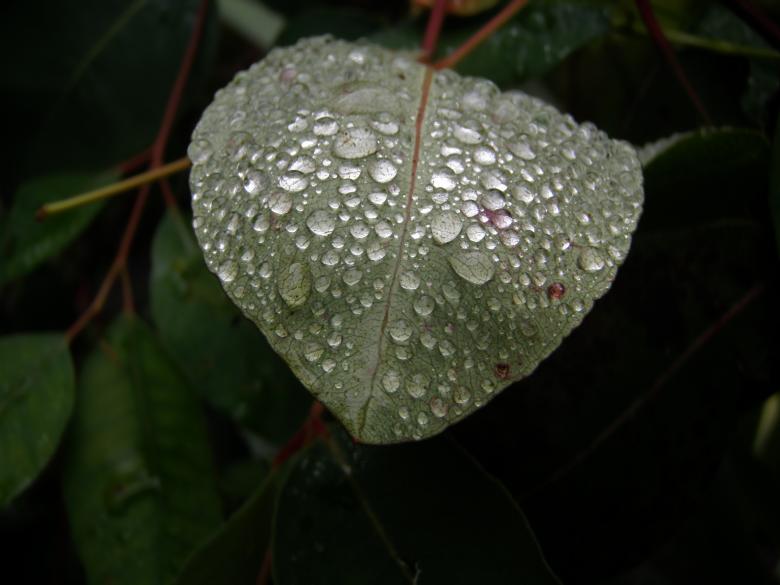 Free stock image of Dew on Leaf created by Pixabay