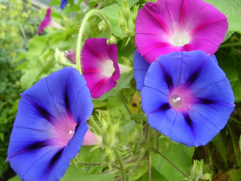 Free stock image of Morning Glory created by Pixabay