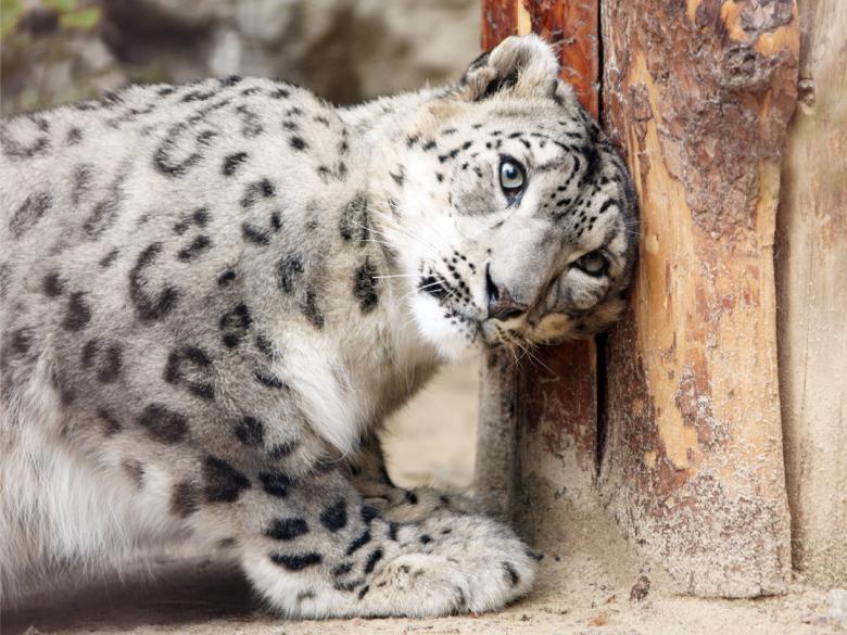 Free stock image of Snow Leopard created by Pixabay