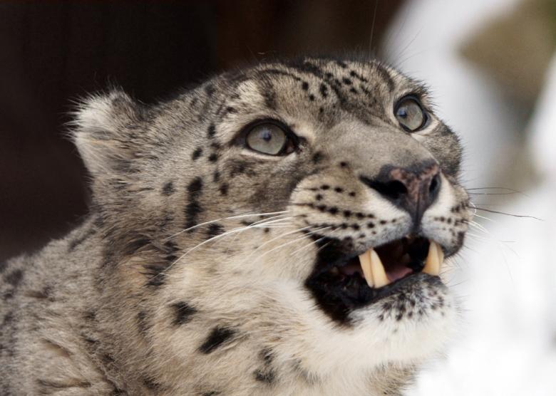 Free stock image of Snow Leopard created by Pixabay