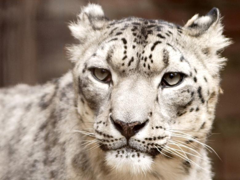 Free stock image of Snow Leopard created by Pixabay