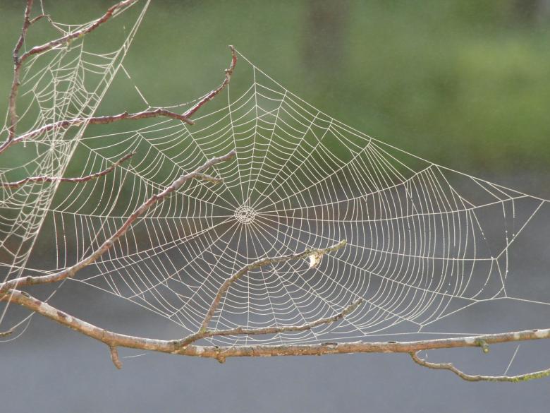 Free stock image of Spider Web created by Pixabay