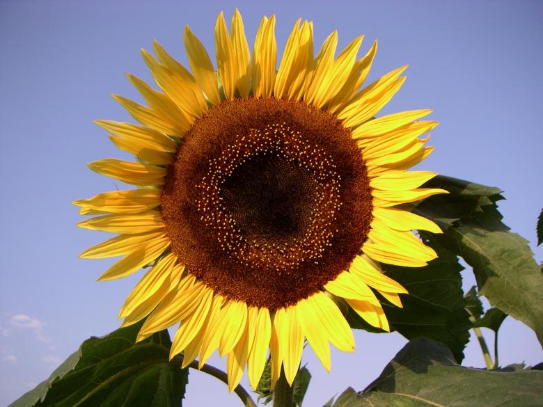 Free stock image of Sun Flower created by Pixabay