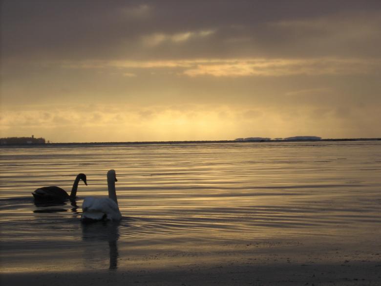 Free stock image of Two Swans Swimming created by Pixabay