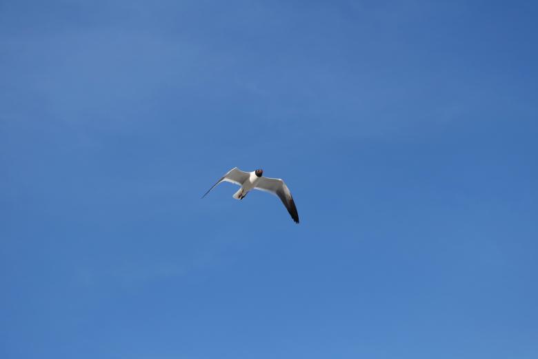 Free stock image of Seagull created by Vincent alvino