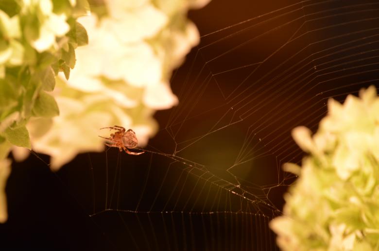 Free stock image of Spider and two flowers created by Dennis Gray