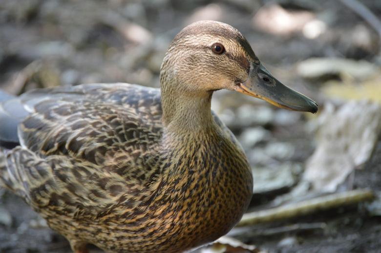 Free stock image of Female Mallard created by Dennis Gray