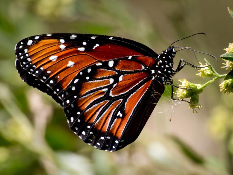 Free stock image of Butterfly in the Garden created by Pixabay