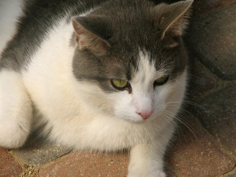 Free stock image of Pet Cat created by Pixabay