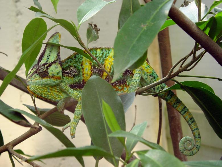 Free stock image of Chameleon on the Tree created by Pixabay