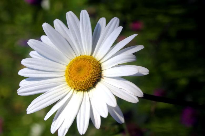 Free stock image of Fresh Daisy created by Pixabay