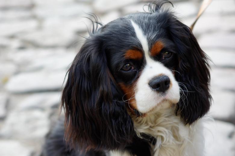 Free stock image of Pet created by Pixabay