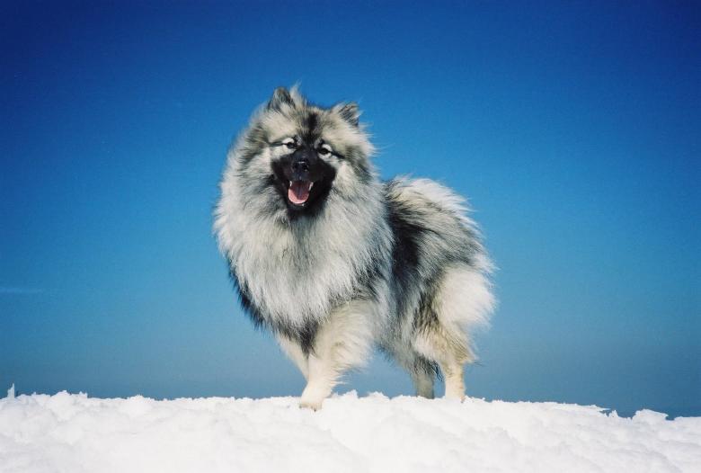 Free stock image of Wild Dog created by Pixabay
