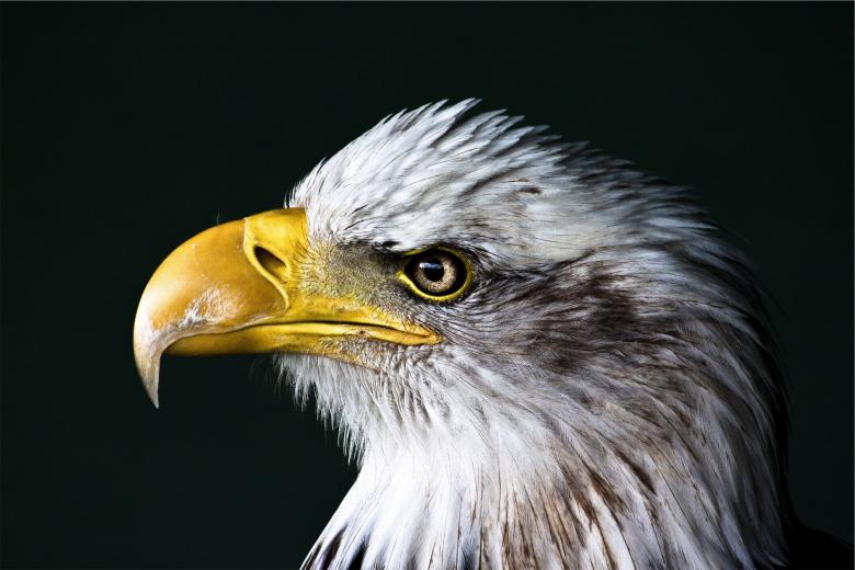 Free stock image of Wild Eagle created by Pixabay